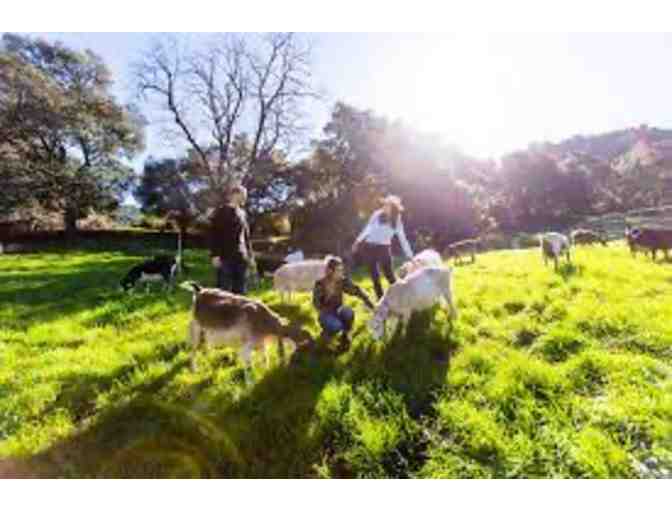 Stepladder Cheese Bundle & Tour for Four