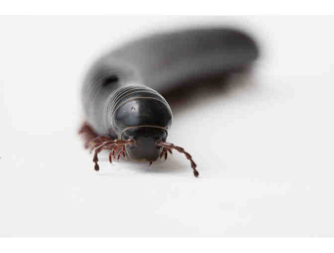 Behind the Scenes Tour at the Natural History Museum!