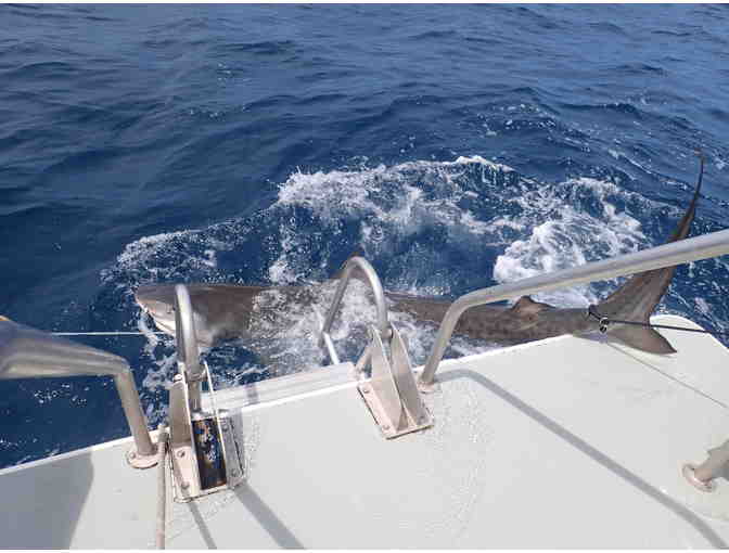 NSU Shark Tagging Full Day Trip for 30 People - Photo 2