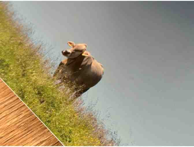 Swiss Cow | Metal Print