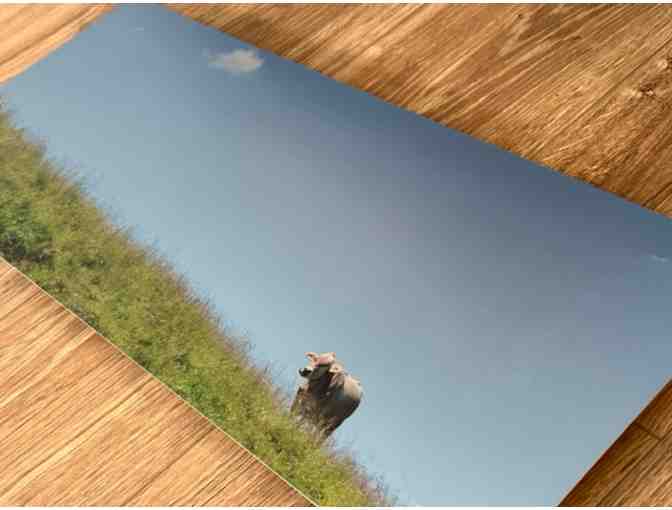 Swiss Cow | Metal Print