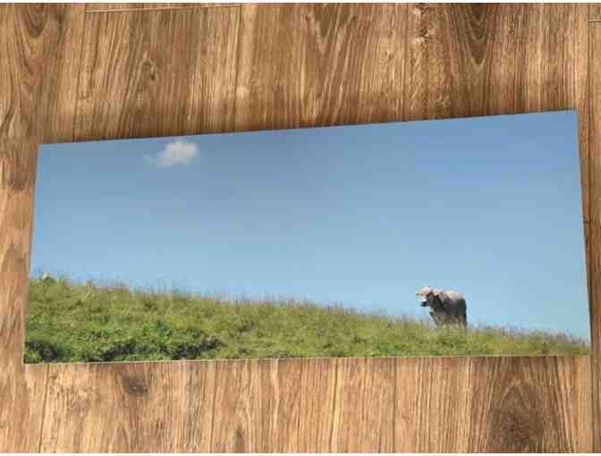 Swiss Cow | Metal Print