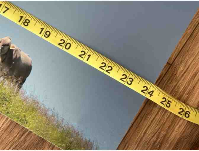 Swiss Cow | Metal Print