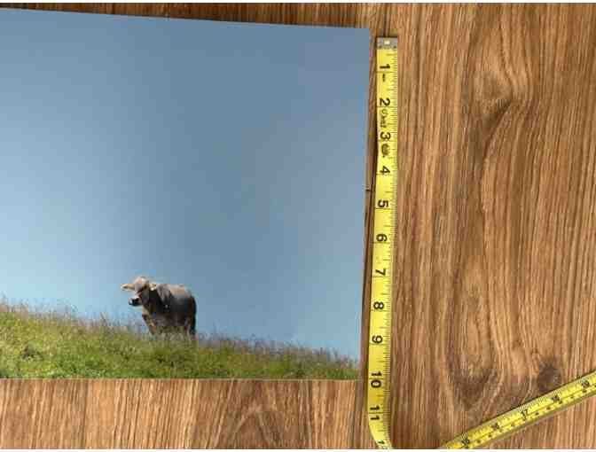 Swiss Cow | Metal Print