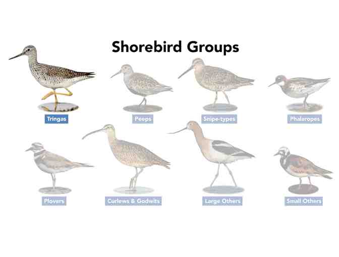 Cornell Lab Bird Academy: Shorebird Identification - Online Course