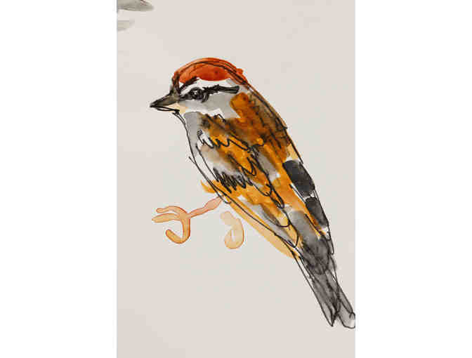 Chipping Sparrow Watercolor Sketch by Angela Brew