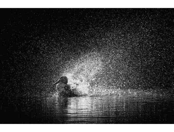 Bathing Northern Shoveler by Francois Portmann - Photo 1