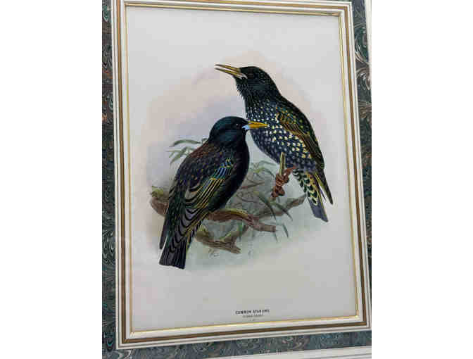 Hand colored original print from A History of the Birds of Europe 1881 - Starling - Photo 1